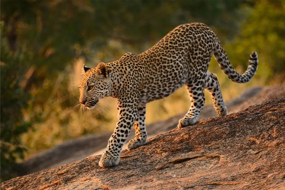 Fifty-Five Mjejane Leopard