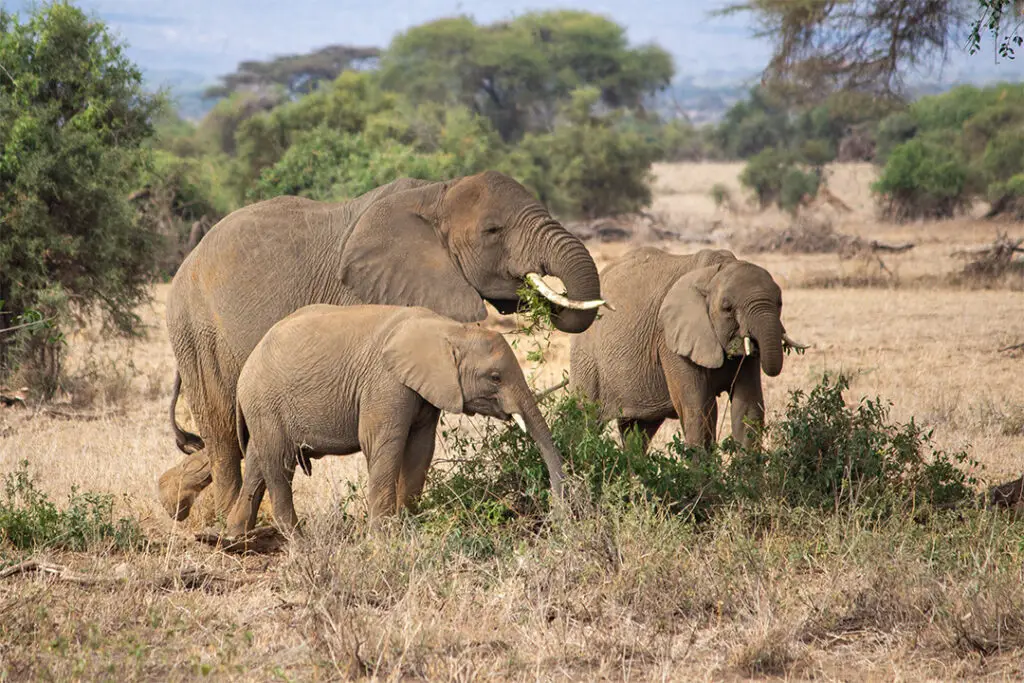Fifty-Five Mjejane Elephant Herd