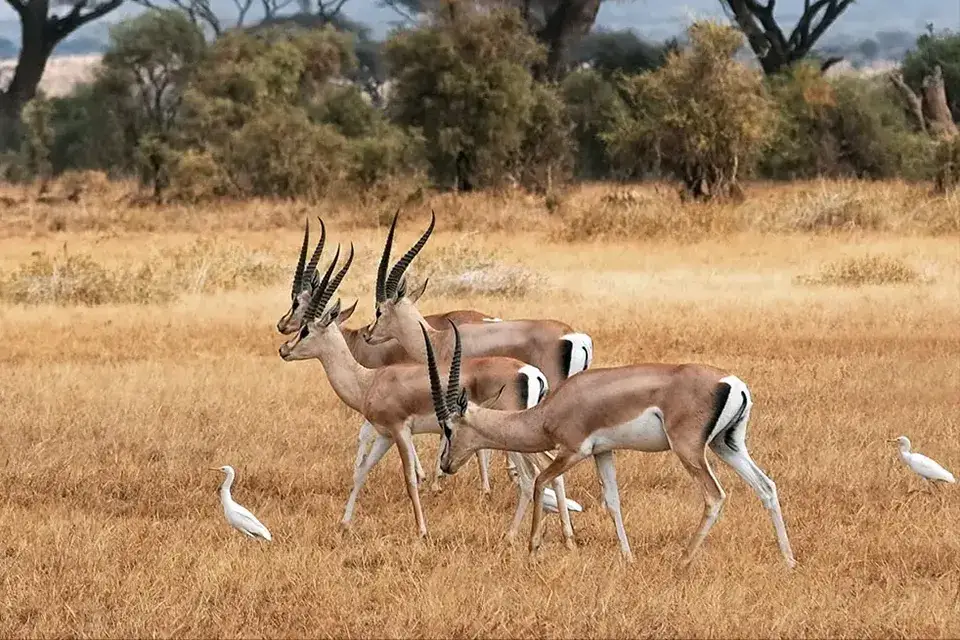 Antelopes and birds in grassland habitat