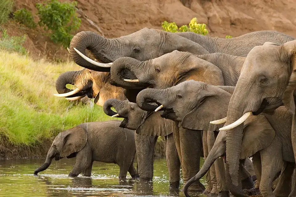 Elephants drinking water at a riverbank