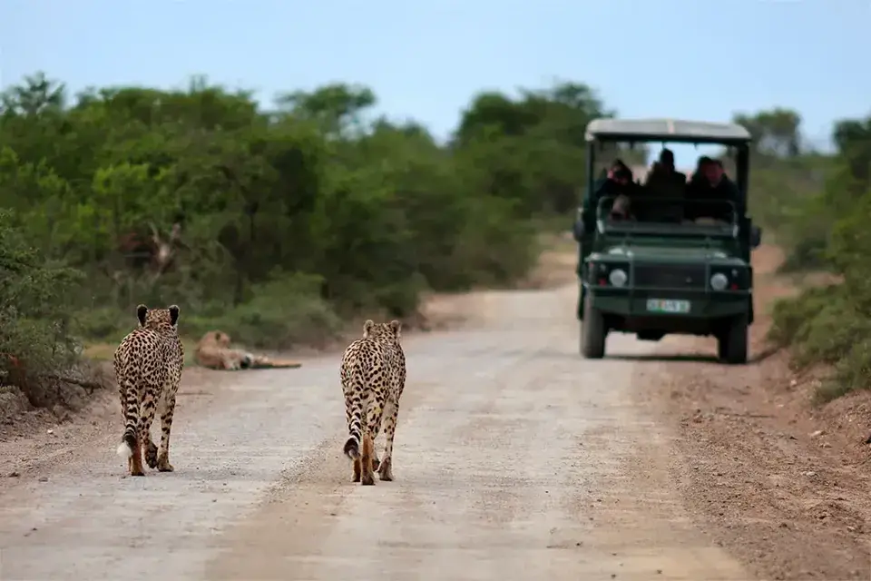 Cheetahs walking on safari road with vehicle nearby.