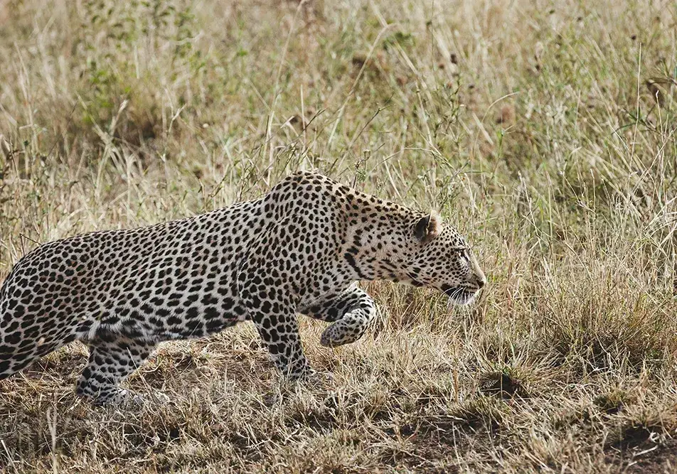 Leopard stalking through tall grass in savanna.