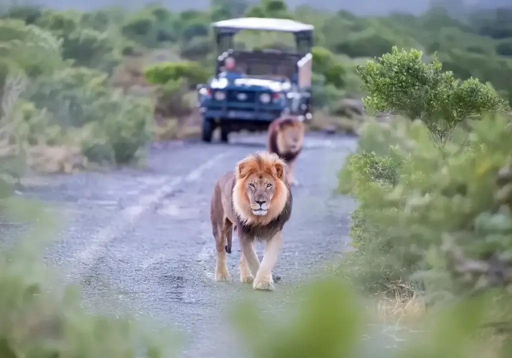 Lion walking on road with safari jeep behind.