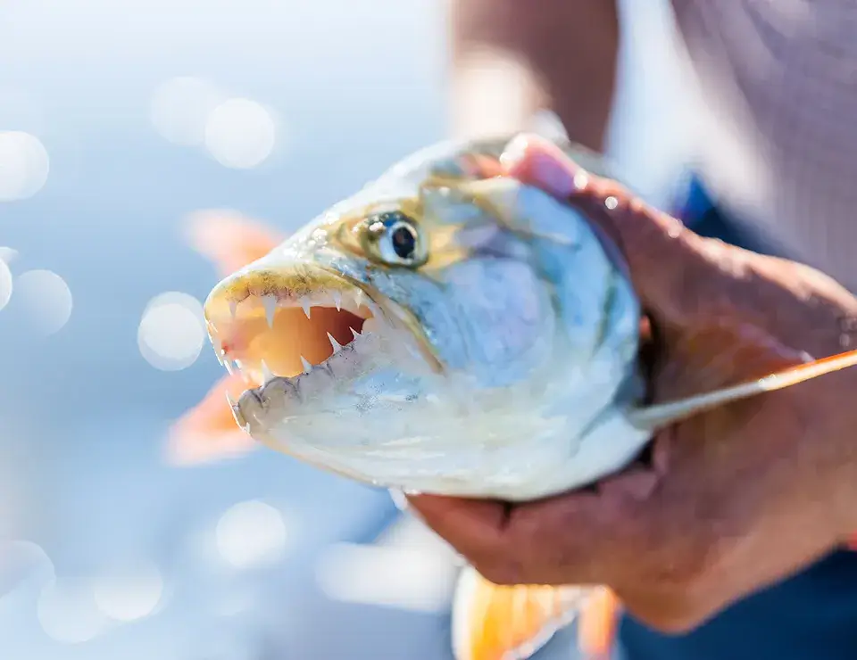 Person holding fish with sharp teeth near water.
