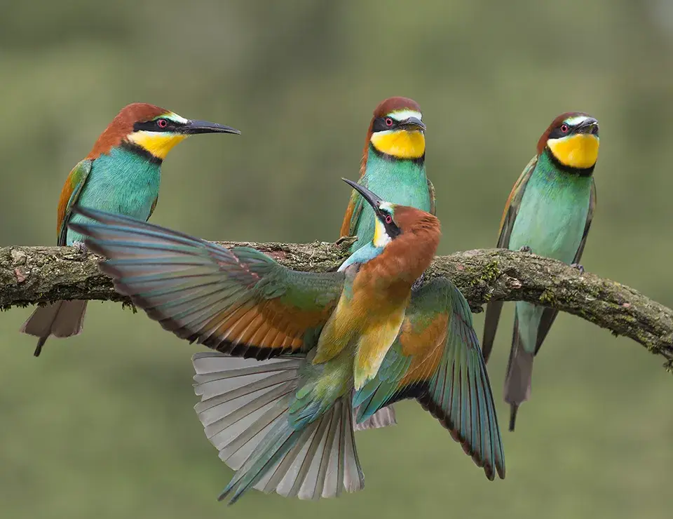 Four colorful bee-eaters perched on branch