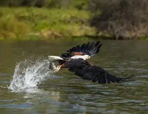 Eagle catching fish over water