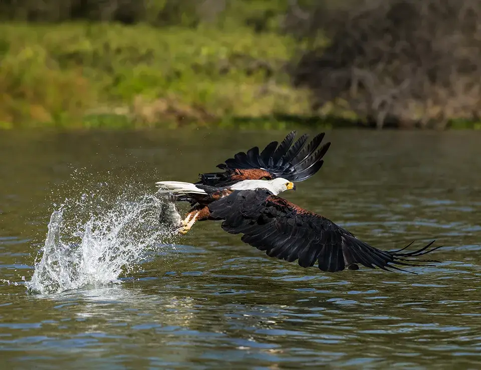 Eagle catching fish over water