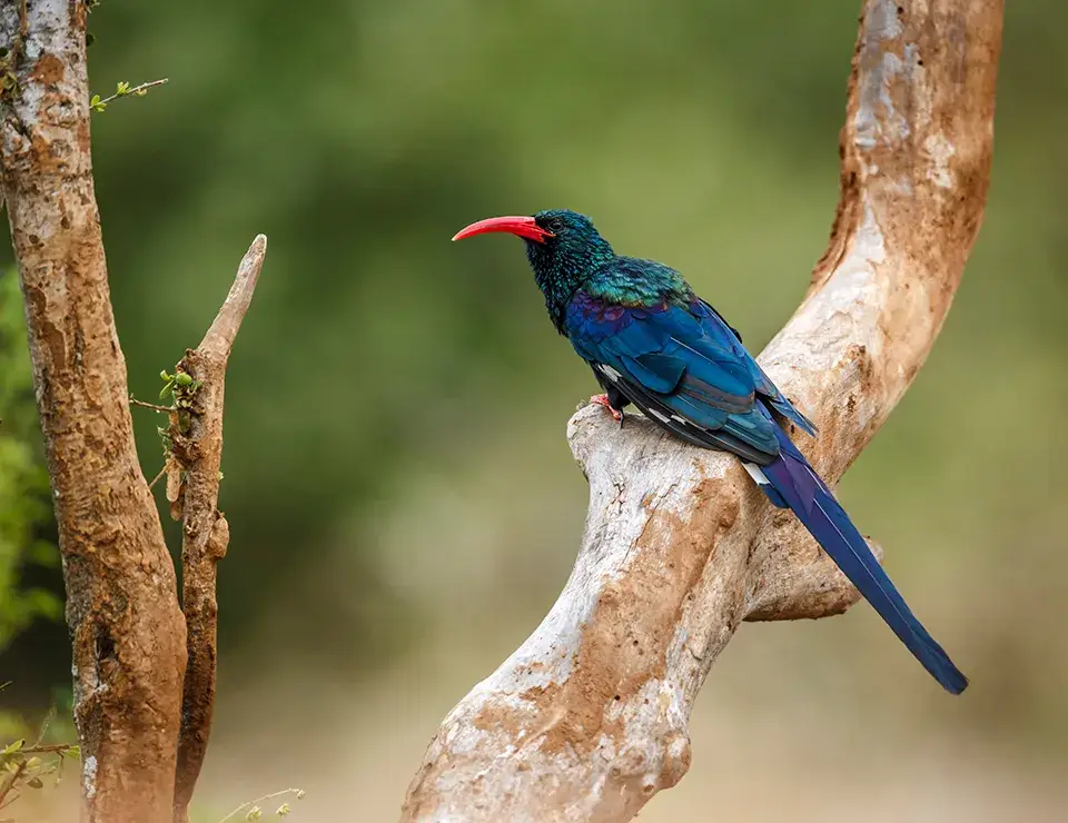 Colorful bird perched on tree branch