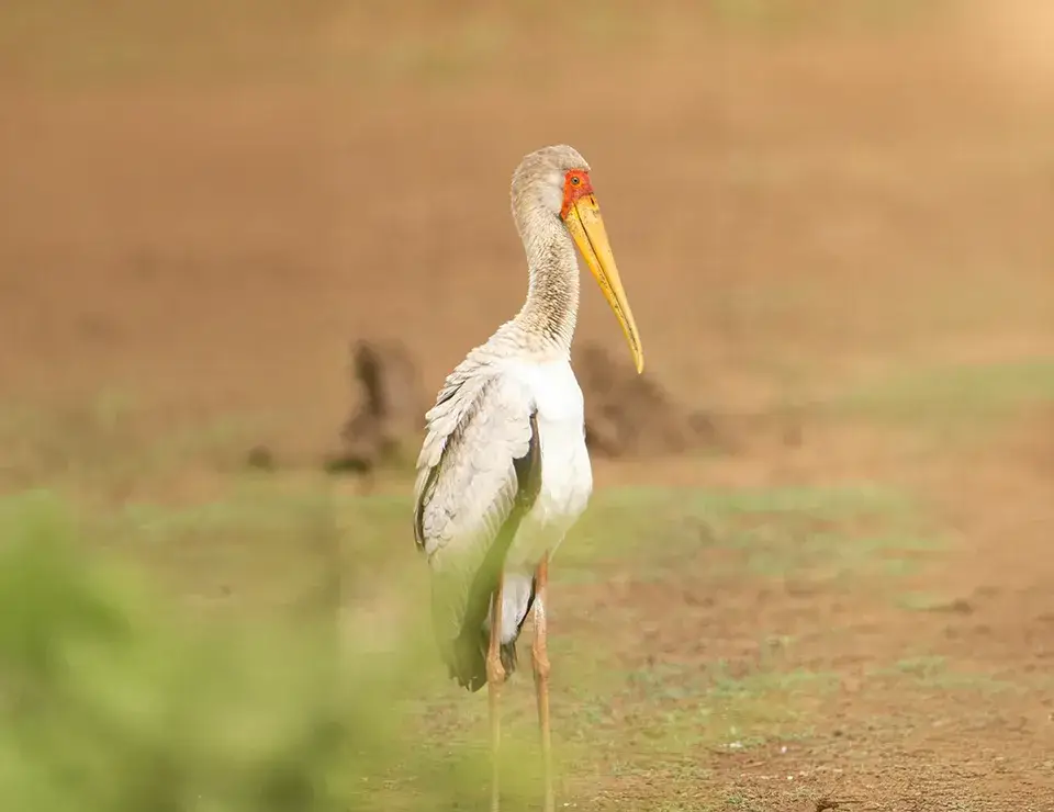 Yellow-billed stork standing in natural habitat.